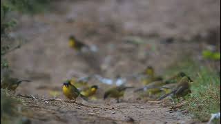 yellow Throated Laughingthrush [upl. by Cartie418]