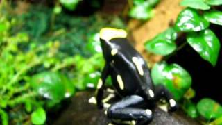 Dart frog Breeder Tank Close Ups [upl. by Noj]