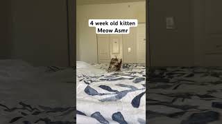 4 week old kitten Meow Asmr asmr asmrcats cats kittens bengalcat fyp catlover meow [upl. by Eizle764]