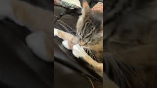 Cacko is a hellcat😂 funnyanimals funnycats catvideos [upl. by Aromat]