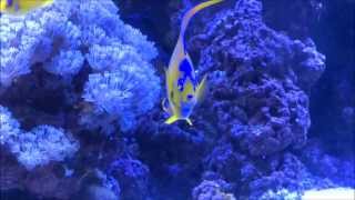 Queen Angelfish Holocanthus ciliaris  AquariumDomaincom [upl. by Eel]