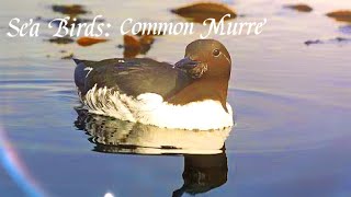 Sea Birds Common Murre 🐦 fypシ ocean legend seaanimals seacreatures bird birds nature [upl. by Ynna]