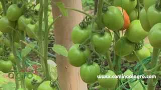 Como producir tomate organico [upl. by Nennek]