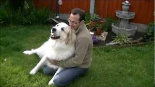 Pyrenean Mountain Dogs  Great Pyrenees  Penellcy Penny [upl. by Yanel]