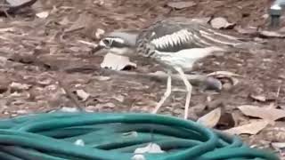 Bush Stone Curlew family [upl. by Keeley]