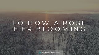 Lo How A Rose E’er Blooming  Christmas Lyric Video  Reawaken Hymns [upl. by Taveda]