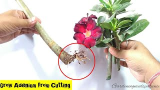 How To Grow Adenium From Cuttings  Desert Rose From Cuttings  Adenium Propagation [upl. by Haakon]