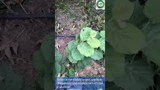 Hazelnut plant  planting hazelnut trees  growing hazelnuts  hazelnut  filberts youtube fruit [upl. by Akimehs]