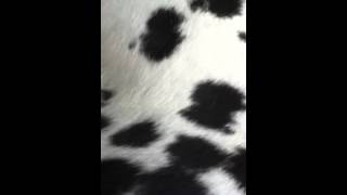 My dogs belly making weird noises [upl. by Creight]