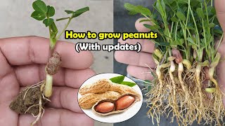 How to grow Peanuts  Complete Guide [upl. by Benita]