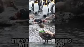 Storm Petrels Penguin Hunt  Natures Drama Unfolds [upl. by Idyak224]