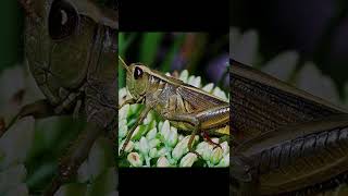 Grasshopper Sound Effects grasshopper [upl. by Torrance665]