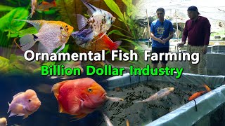 Ornamental Fish Farming Billion Dollar Industry [upl. by Reviere273]