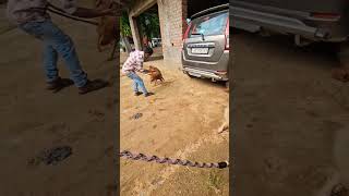 Tyson or Rocky ko le ge vaccinedilwane dog germanshepherd youtubeshorts trending viralvideo [upl. by Alim]