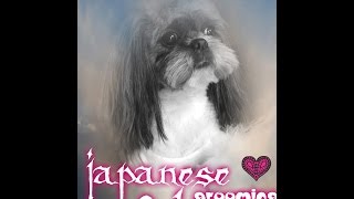 JAPANESE STYLE GROOMING SHIH TZU [upl. by Nita]