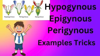 Hypogynous Perigynous Epigynous Flower examples trick [upl. by Walling]