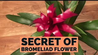 Bromeliad Guzmania  How To Care [upl. by Annwahs]