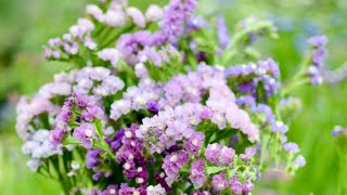 GrowALong Statice Limonium sinuatum [upl. by Uird]