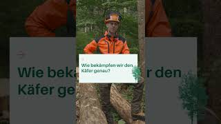 Borkenkäfer ist drin Das musst du jetzt beachten WALDWISSEN von Forstwirtschaftsmeistern 🌲🌳 [upl. by Charlotta]