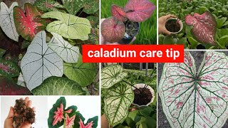 how to take care of a caladium plant [upl. by Ehlke]