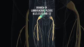 Anatomy series12  Sciatic Nerve anatomy 3D animation shorts [upl. by Lagiba]