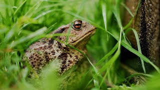 Toad [upl. by Fairley834]