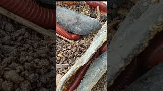 Dont Miss Out on the BEST Millipede Bait for 2024 2 [upl. by Ennyletak413]