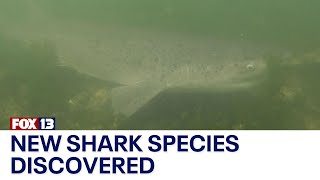 New shark species discovered in Puget Sound [upl. by Calista370]