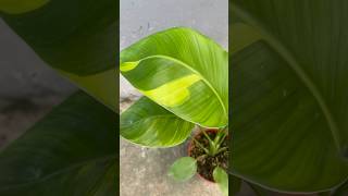 strelitzia nicolai variegated philodendron plants collection greenhouseproject gardengreenhouse [upl. by Dj]