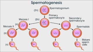 spermatogenesis I youtubeshorts youtubeshort shorts [upl. by Acinehs]