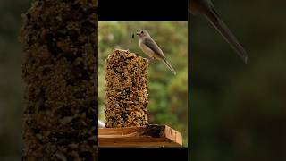 everydaybirds backyardbirds backyardbirdwatching birdwatching [upl. by Llesig272]