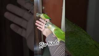 Yellow sided conure  green cheek conure viralvideo youtubeshorts [upl. by Idyh351]