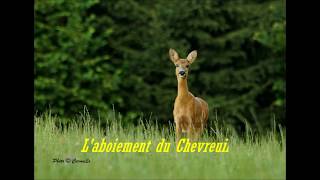 Aboiement du chevreuil [upl. by Scever]