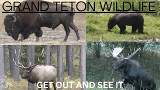 Wildlife Of Grand Teton National Park [upl. by Larianna]