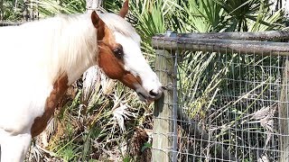 Horse opening a gate on its own [upl. by Ahsiniuq74]