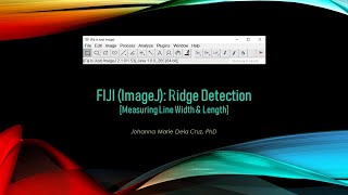 FIJI ImageJ Ridge Detection Measuring Line Width amp Length [upl. by Leonidas955]