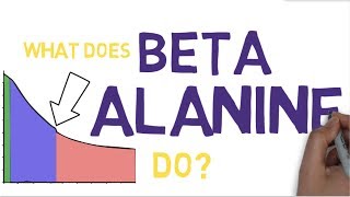 BETA ALANINE EXPLAINED  What is Beta Alanine [upl. by Atinnor]