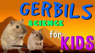 Gerbils  Science for Kids [upl. by Hgieleak345]