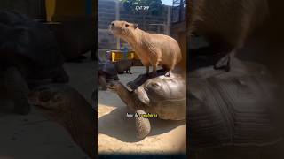 How do capybaras interact with other animals [upl. by Imelida]