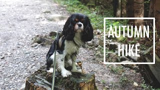 Autumn Hike with Dog  Cavalier King Charles Spaniel [upl. by Gaynor]