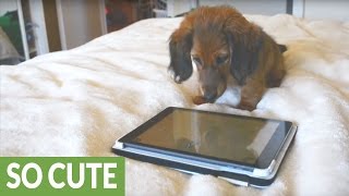 Dachshund puppy dominates game for dogs on iPad [upl. by Farrica259]