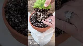 Repotting Haworthia Plant [upl. by Dusza]