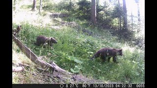 Vidéo piège dans les Carpates roumaines [upl. by Amimej]