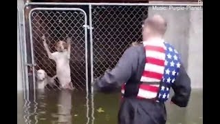 These Dogs rescued from drowning in locked kennel during hurricane [upl. by Malony]