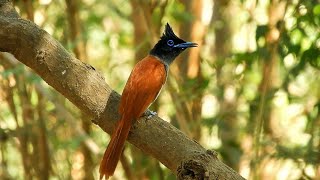 paradise flycatcher call Terpsiphone paradisi [upl. by Bobina110]