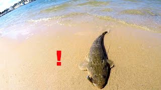 This Flathead Fought HARD Parramatta River Fishing [upl. by Heyward416]