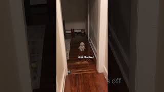 Playing lights out with my skinwalker dog [upl. by Ethan]