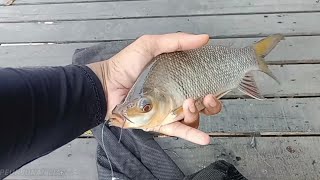 SERU MANCING IKAN KELABAU SUNGAI MARTAPURA [upl. by Gaillard535]