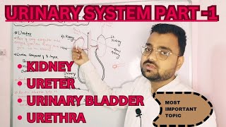 URINARY SYSTEMPart 1Human Anatomy and physiologyD PharmB PharmNursing [upl. by Namlas]