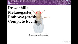 Drosophila Embryogenesis [upl. by Halian]